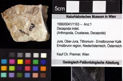 Foto (Objket + Etiketten) von Decapoda indet. 